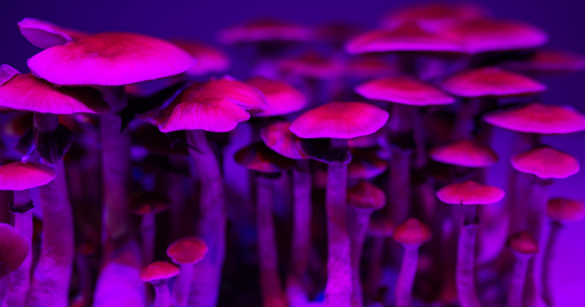 Denver's New Mushroom Laws